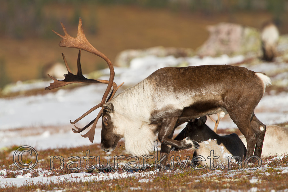 KA_100926_7935 / Rangifer tarandus / Rein