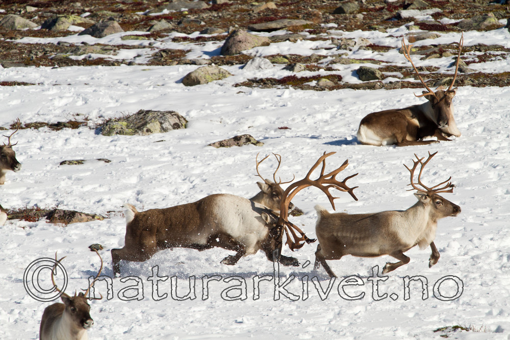 KA_100926_7939 / Rangifer tarandus / Rein