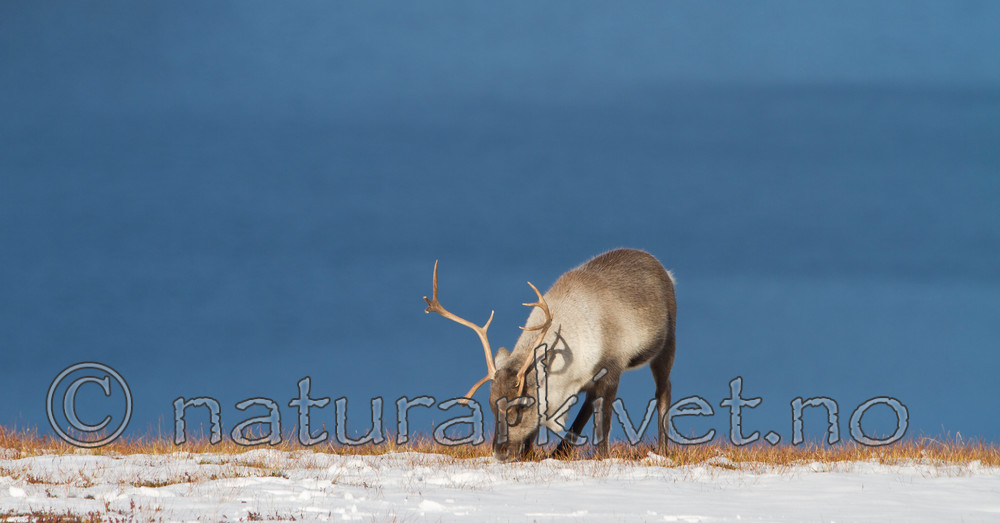 KA_100926_7949 / Rangifer tarandus / Rein