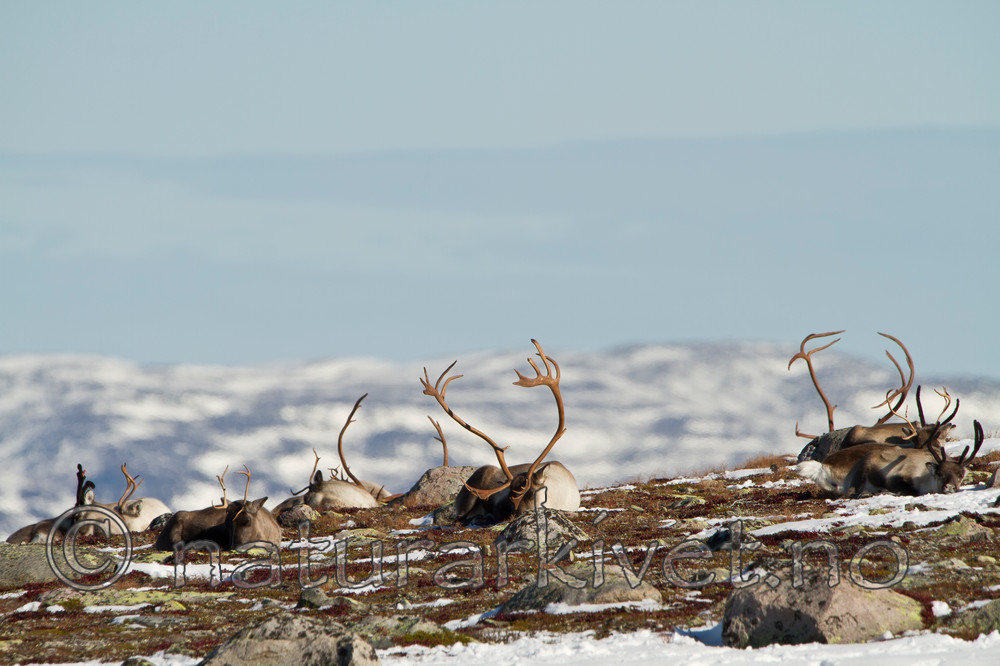 KA_100926_7957 / Rangifer tarandus / Rein