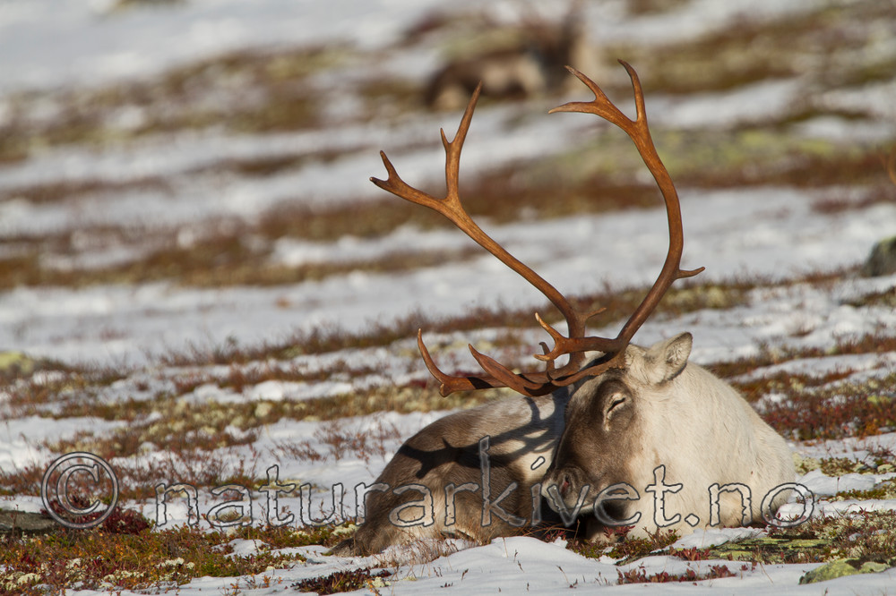KA_100926_7964 / Rangifer tarandus / Rein