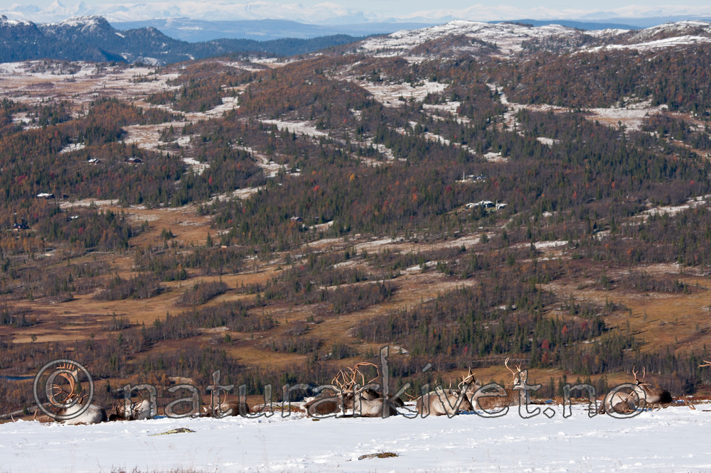 KA_100926_7968 / Rangifer tarandus / Rein