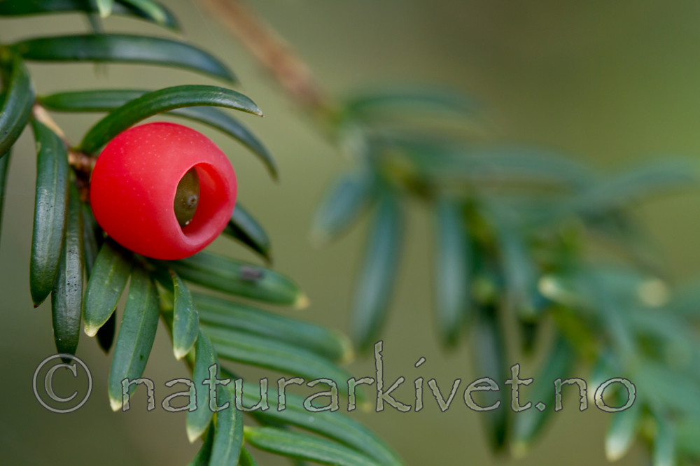 KA_100930_6201 / Taxus baccata / Barlind