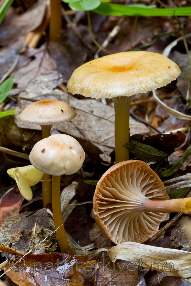 KA_101001_6467 / Hygrocybe laeta / Seig vokssopp