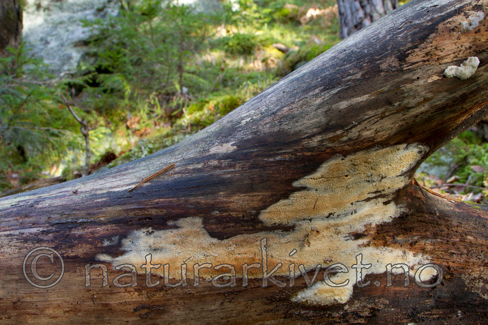 KA_101014_6966 / Sistotrema raduloides / Kronepiggskinn