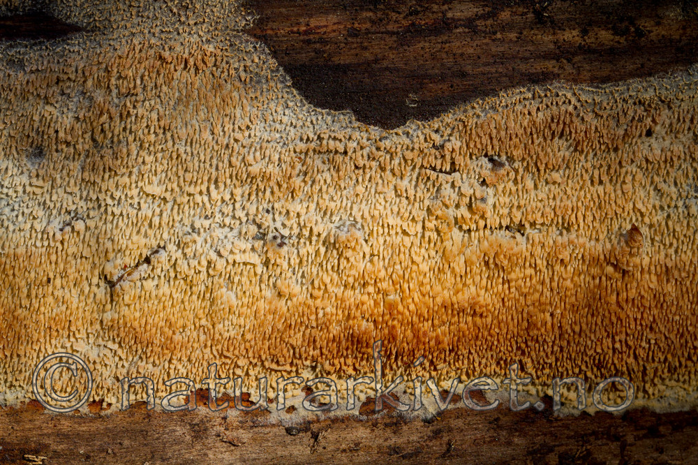 KA_101014_6967 / Sistotrema raduloides / Kronepiggskinn