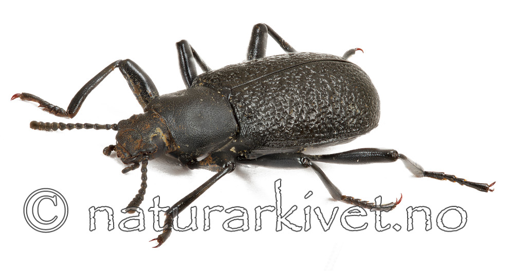 KA_110104_ceramboides_side / Upis ceramboides