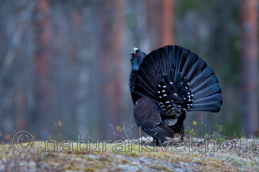 KA_110416_1400 / Tetrao urogallus / Storfugl