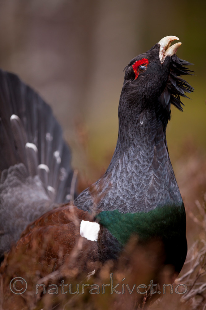 KA_110417_1420 / Tetrao urogallus / Storfugl