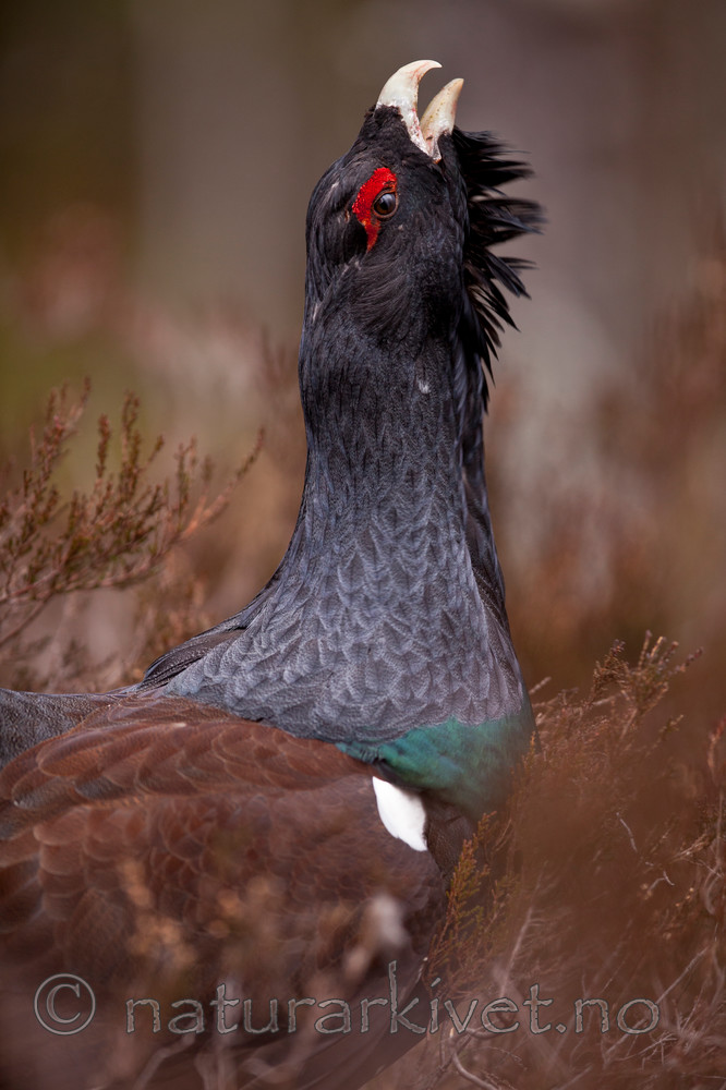 KA_110417_1422 / Tetrao urogallus / Storfugl