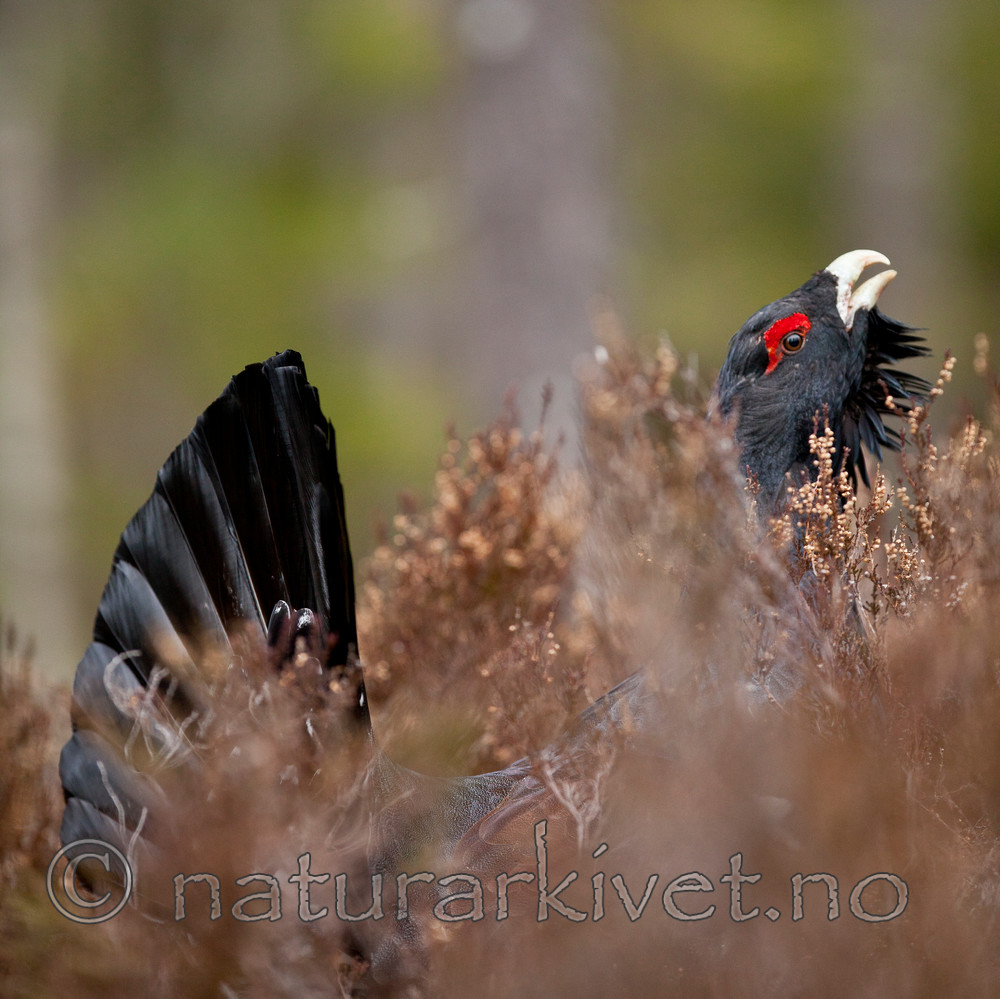 KA_110417_1428 / Tetrao urogallus / Storfugl