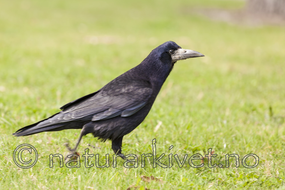 KA_110428_2238 / Corvus frugilegus / Kornkråke
