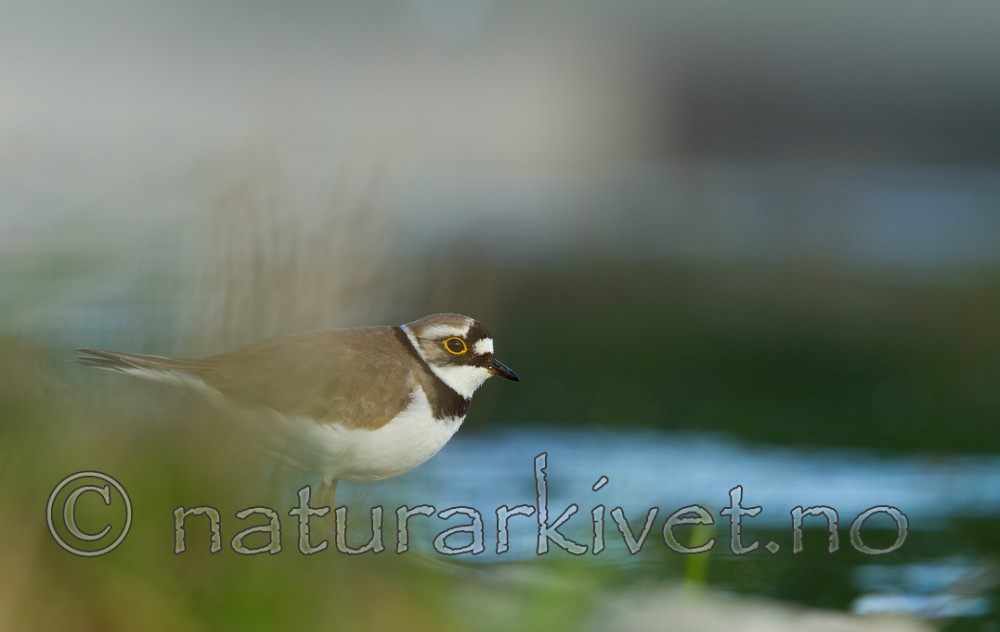 KA_110514_2322 / Charadrius dubius / Dverglo