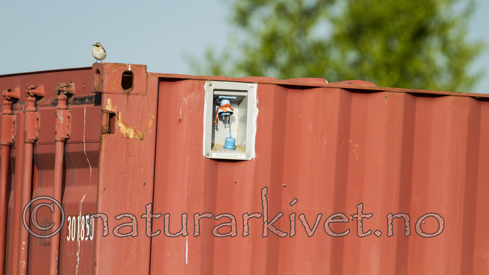 KA_110514_2332 / Oenanthe oenanthe / Steinskvett