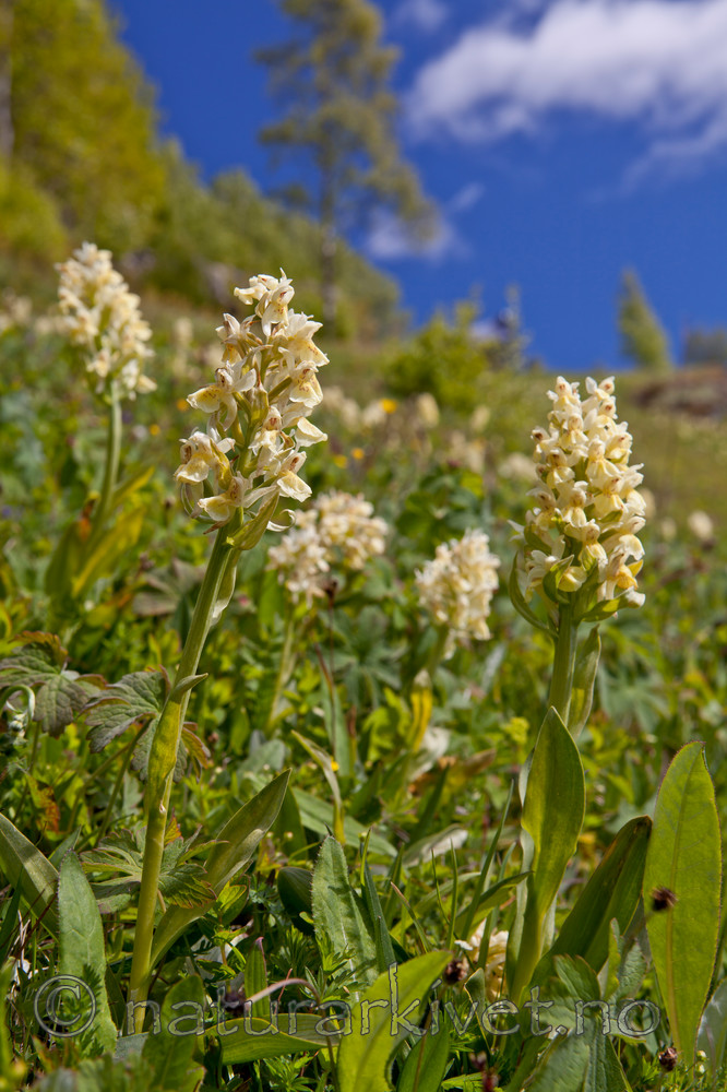 KA_110525_2703 / Dactylorhiza sambucina / Søstermarihand