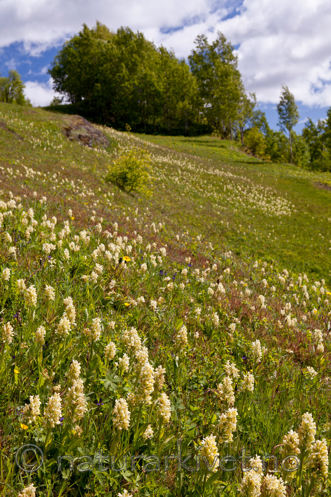 KA_110525_2713 / Dactylorhiza sambucina / Søstermarihand