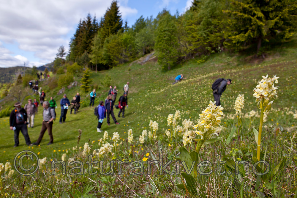 KA_110525_2716 / Dactylorhiza sambucina / Søstermarihand