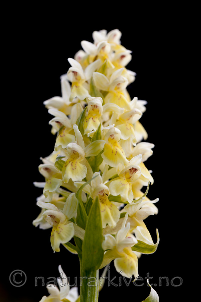 KA_110525_2720 / Dactylorhiza sambucina / Søstermarihand