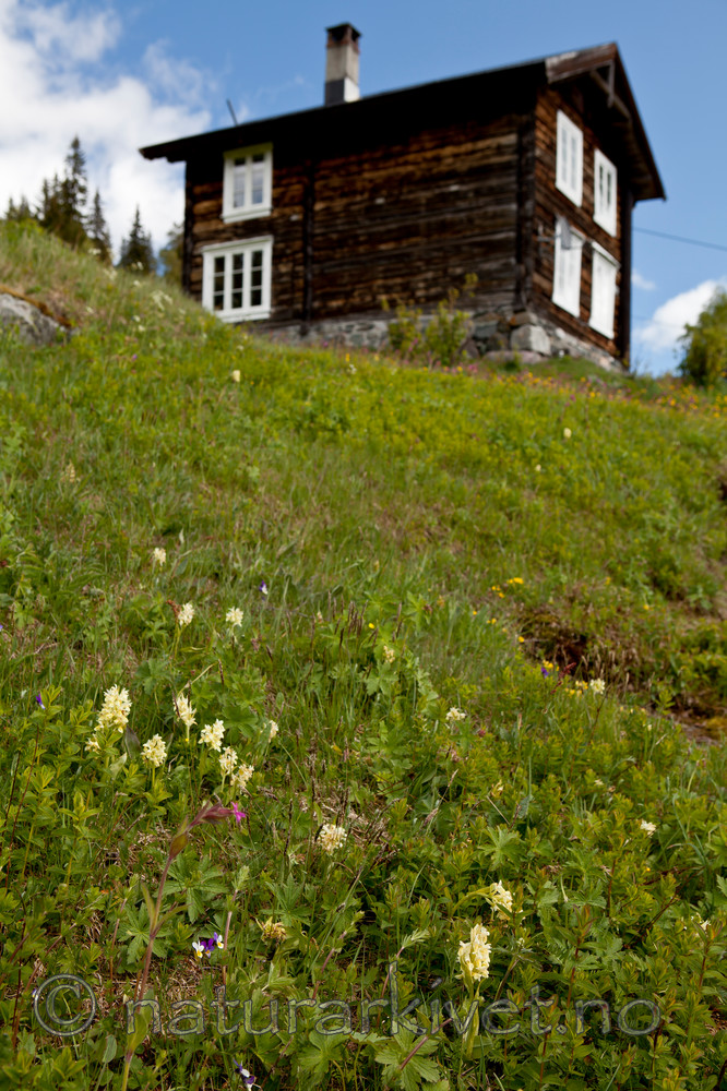 KA_110525_2723 / Dactylorhiza sambucina / Søstermarihand
