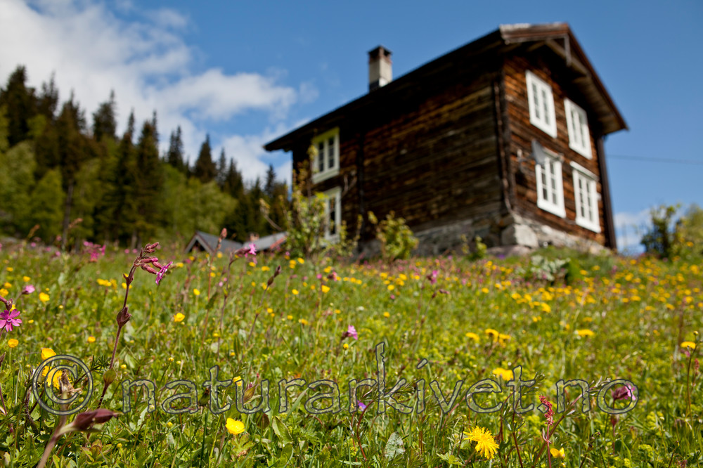 KA_110525_2724 / Silene dioica / Rød jonsokblom