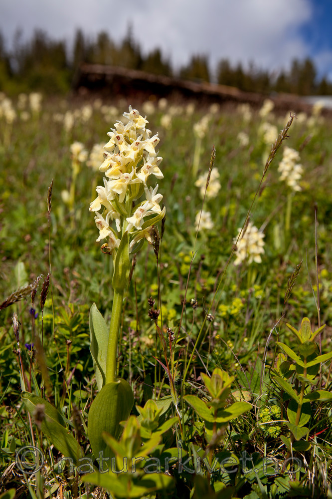 KA_110525_2733 / Dactylorhiza sambucina / Søstermarihand