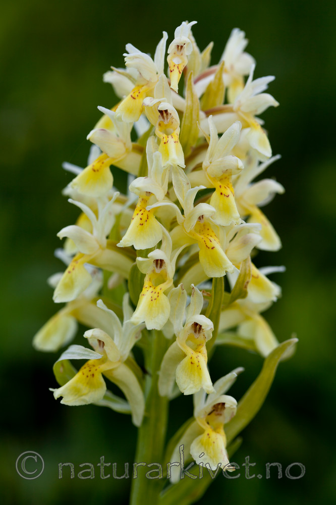 KA_110525_2743 / Dactylorhiza sambucina / Søstermarihand