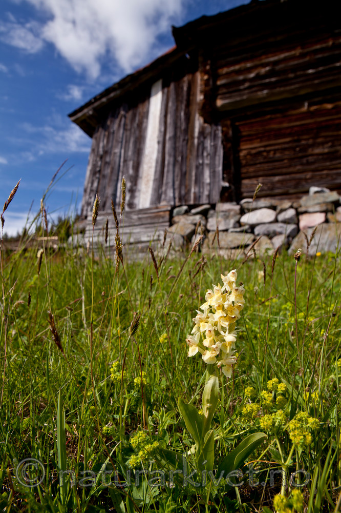 KA_110525_2746 / Dactylorhiza sambucina / Søstermarihand