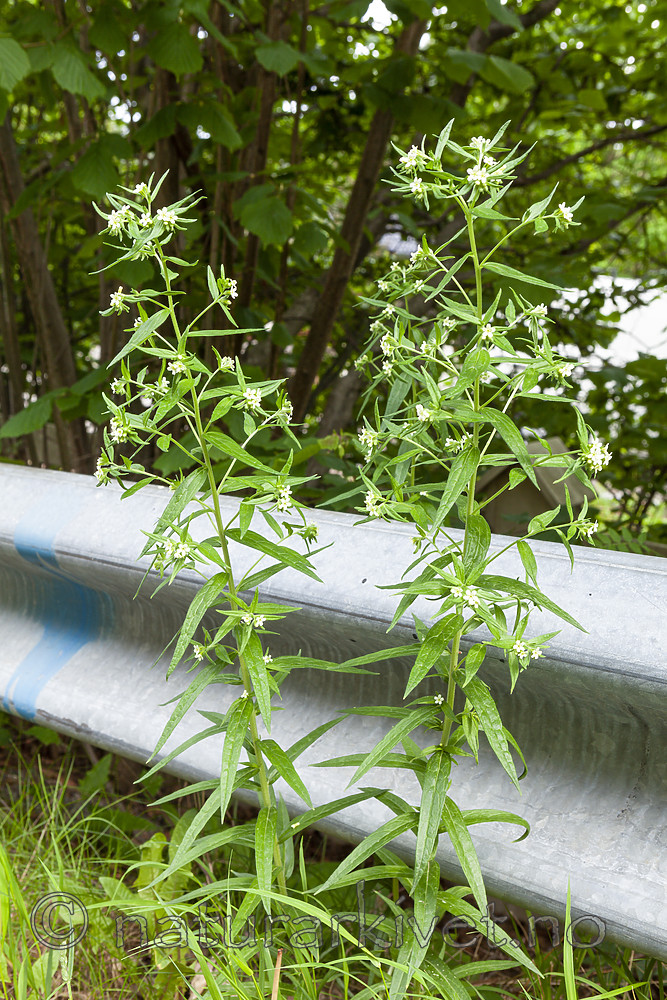 KA_110608_2903 / Lithospermum officinale / Legesteinfrø