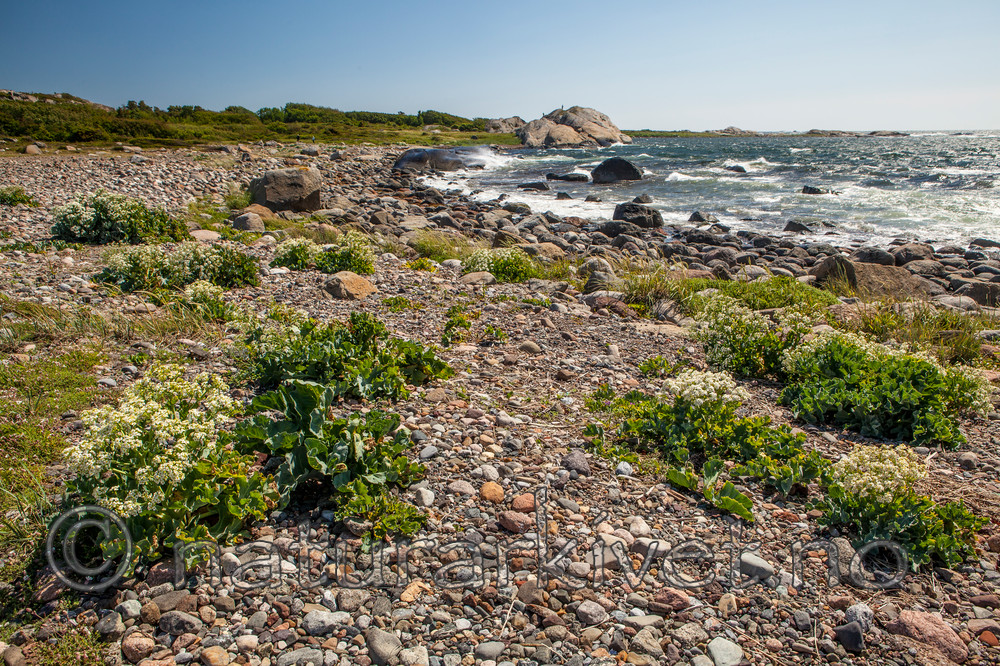 KA_110612_2913 / Crambe maritima / Strandkål