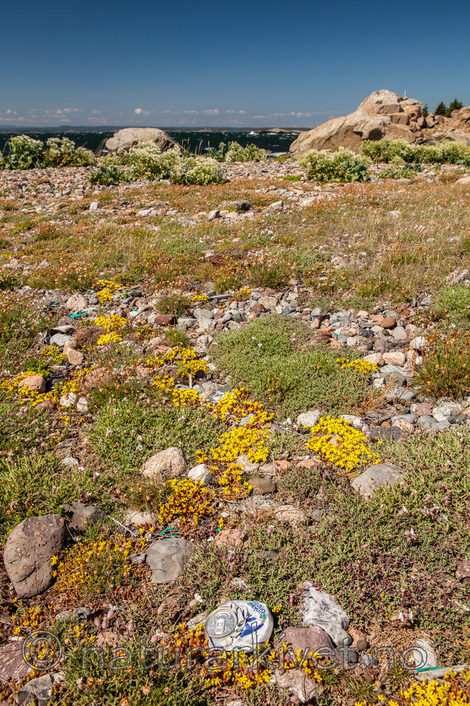 KA_110612_2914 / Sedum acre / Bitterbergknapp