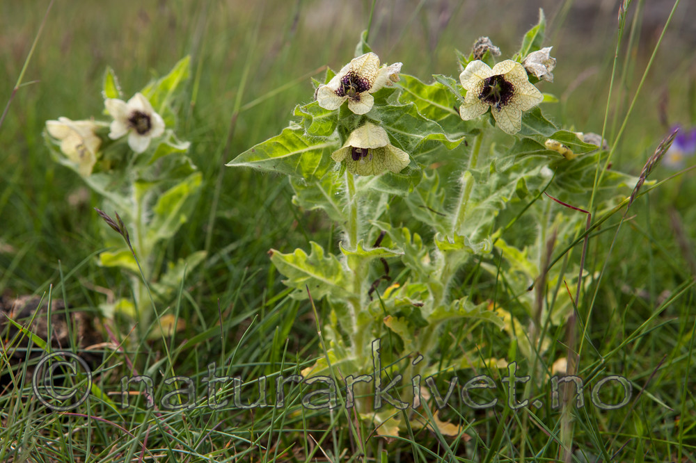 KA_110615_1685 / Hyoscyamus niger / Bulmeurt