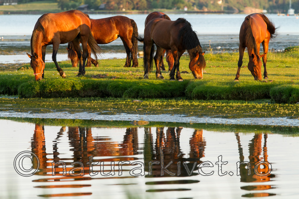 KA_110615_3705 / Equus caballus / Hest