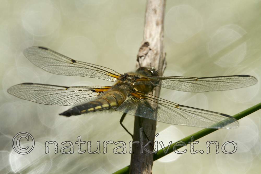 KA_110616_3802 / Libellula quadrimaculata / Firflekklibelle
