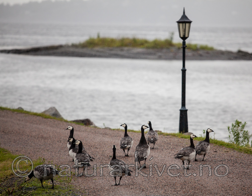 KA_110624_3846 / Branta leucopsis / Hvitkinngås