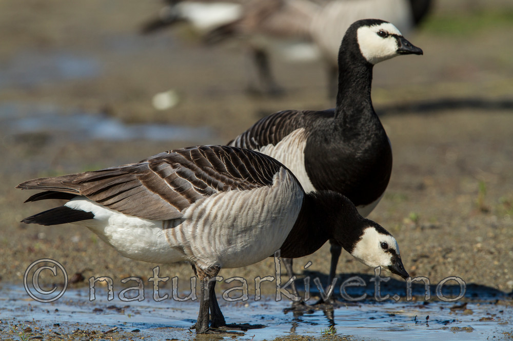KA_110625_4311 / Branta leucopsis / Hvitkinngås