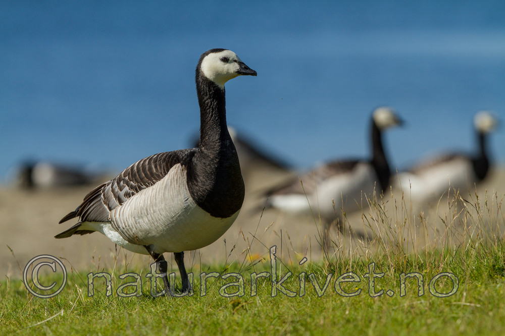 KA_110625_4314 / Branta leucopsis / Hvitkinngås