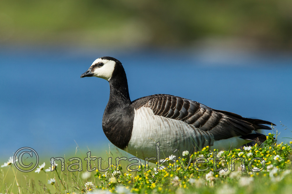 KA_110625_4319 / Branta leucopsis / Hvitkinngås