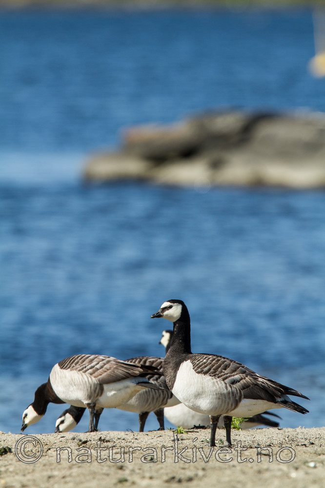 KA_110625_4325 / Branta leucopsis / Hvitkinngås