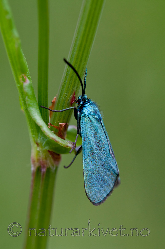 KA_110627_1716 / Adscita statices / Grønn metallsvermer