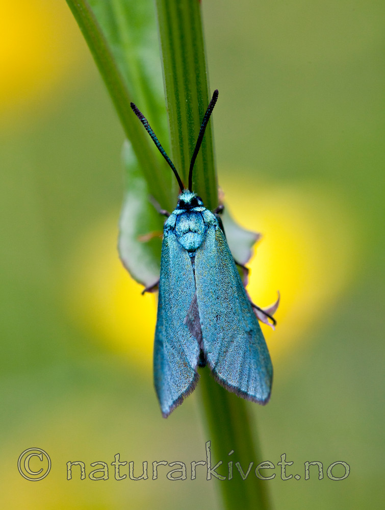 KA_110627_1718 / Adscita statices / Grønn metallsvermer