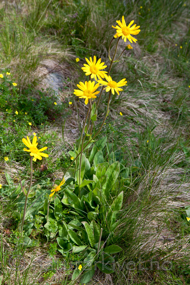 KA_110628_1797 / Arnica montana / Solblom