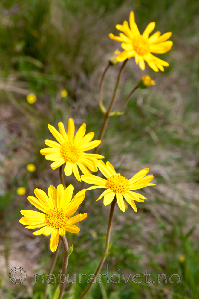 KA_110628_1798 / Arnica montana / Solblom