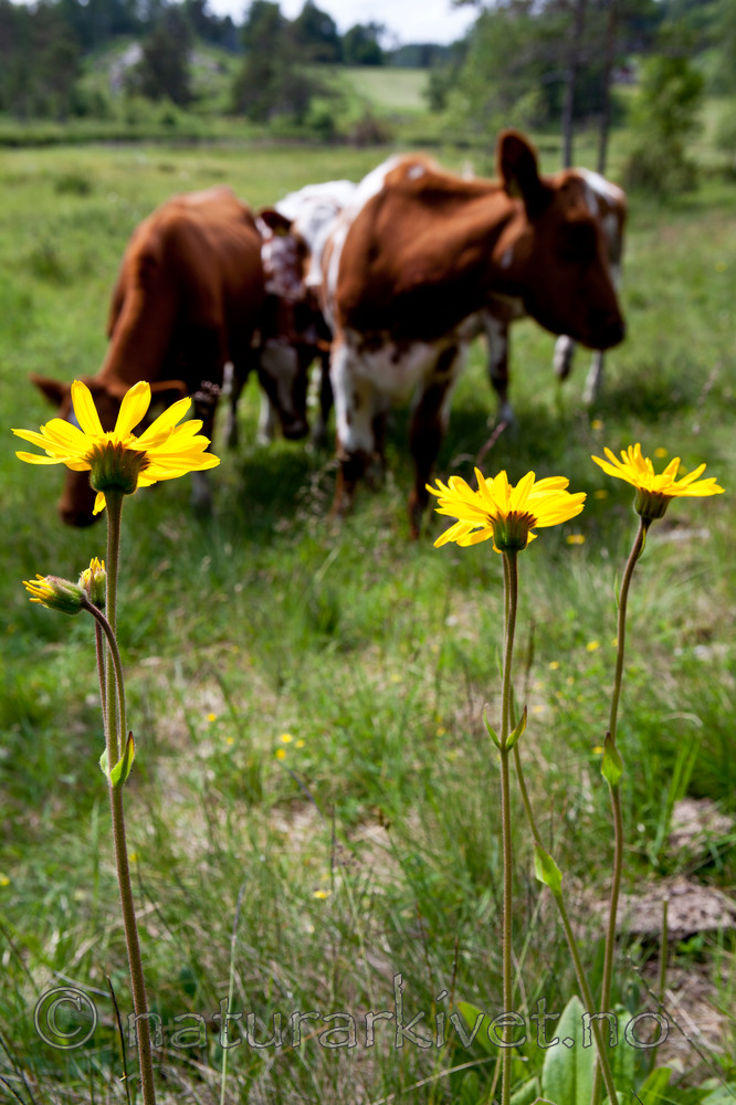KA_110628_1800 / Arnica montana / Solblom <br /> Bos taurus / Storfe
