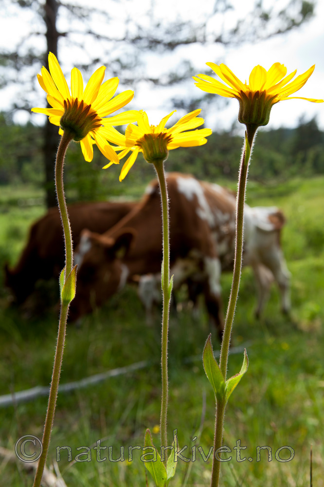 KA_110628_1804 / Arnica montana / Solblom <br /> Bos taurus / Storfe