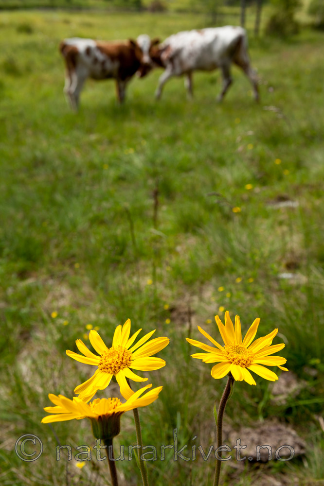 KA_110628_1806 / Arnica montana / Solblom <br /> Bos taurus / Storfe