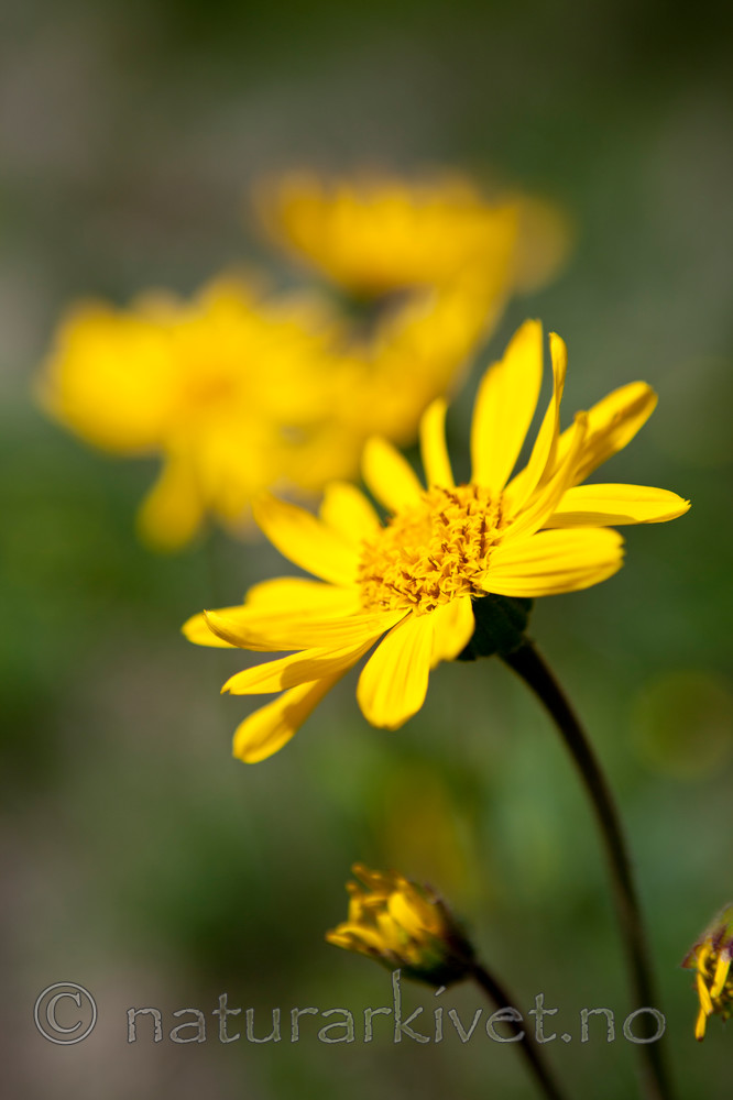 KA_110628_1811 / Arnica montana / Solblom