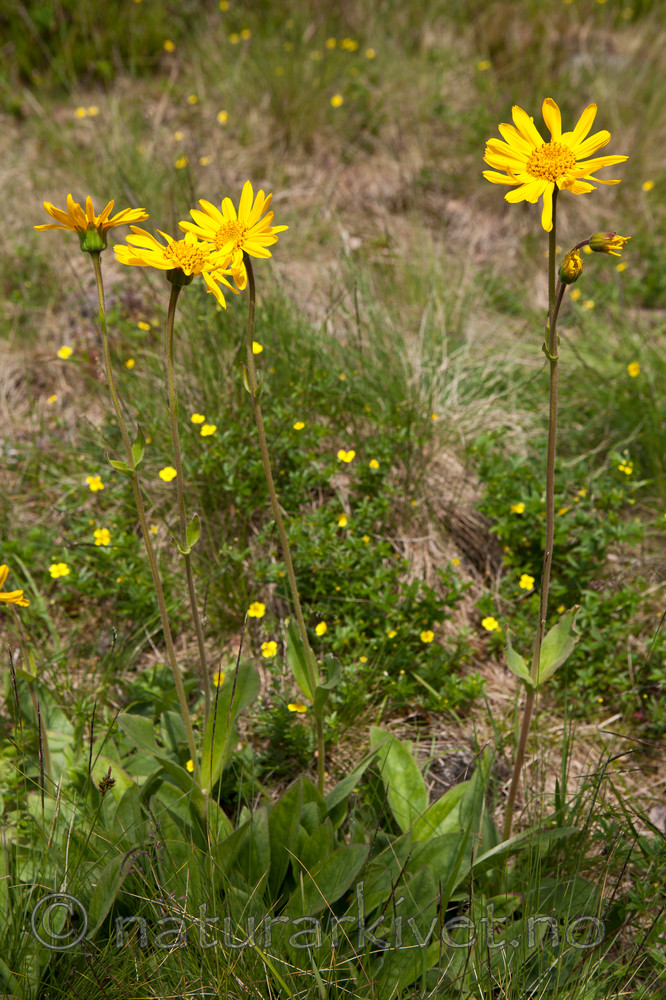 KA_110628_1812 / Arnica montana / Solblom