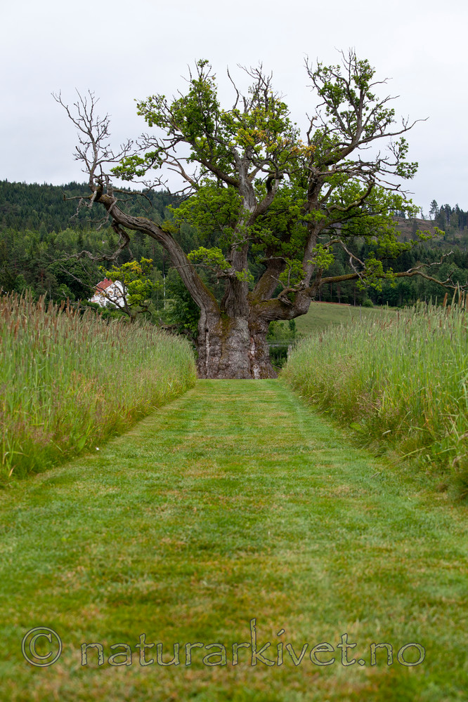 KA_110630_1920 / Quercus robur / Sommereik