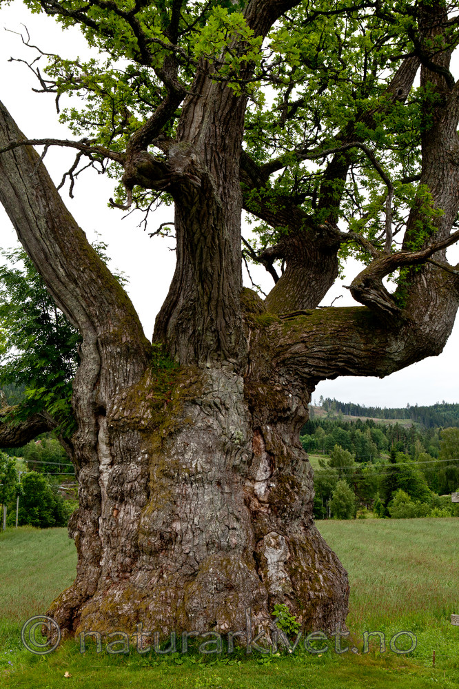 KA_110630_1924 / Quercus robur / Sommereik