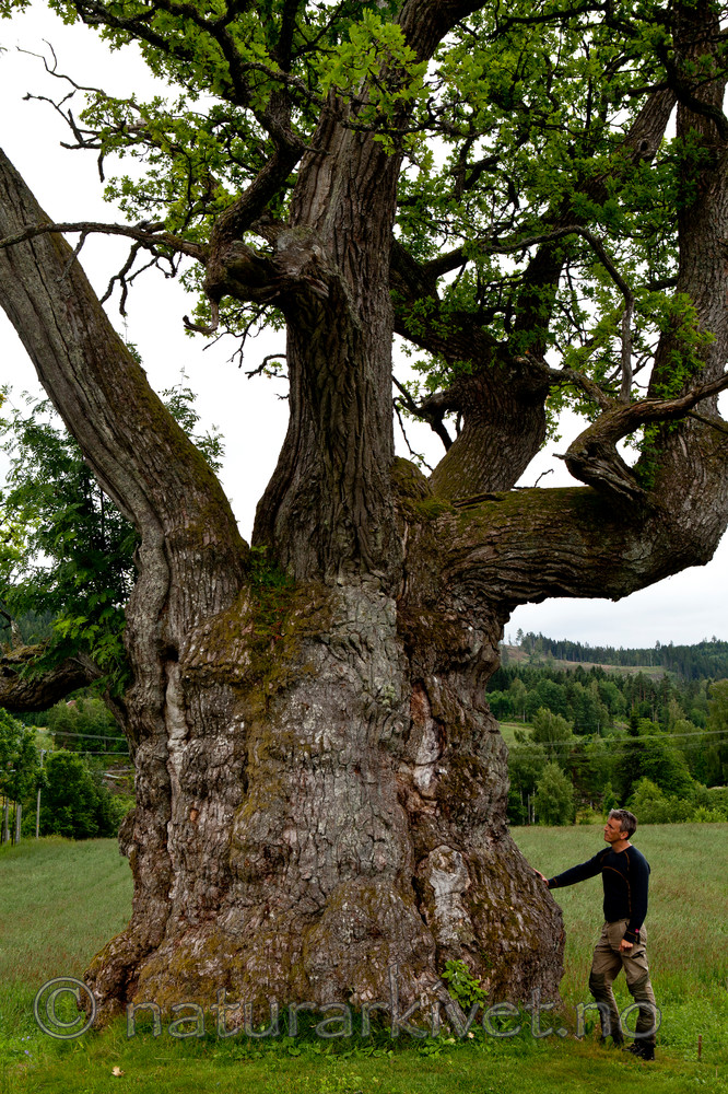 KA_110630_1925 / Quercus robur / Sommereik